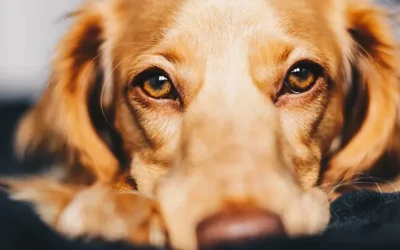 Pourquoi votre animal vous fixe-t-il dans les yeux ?