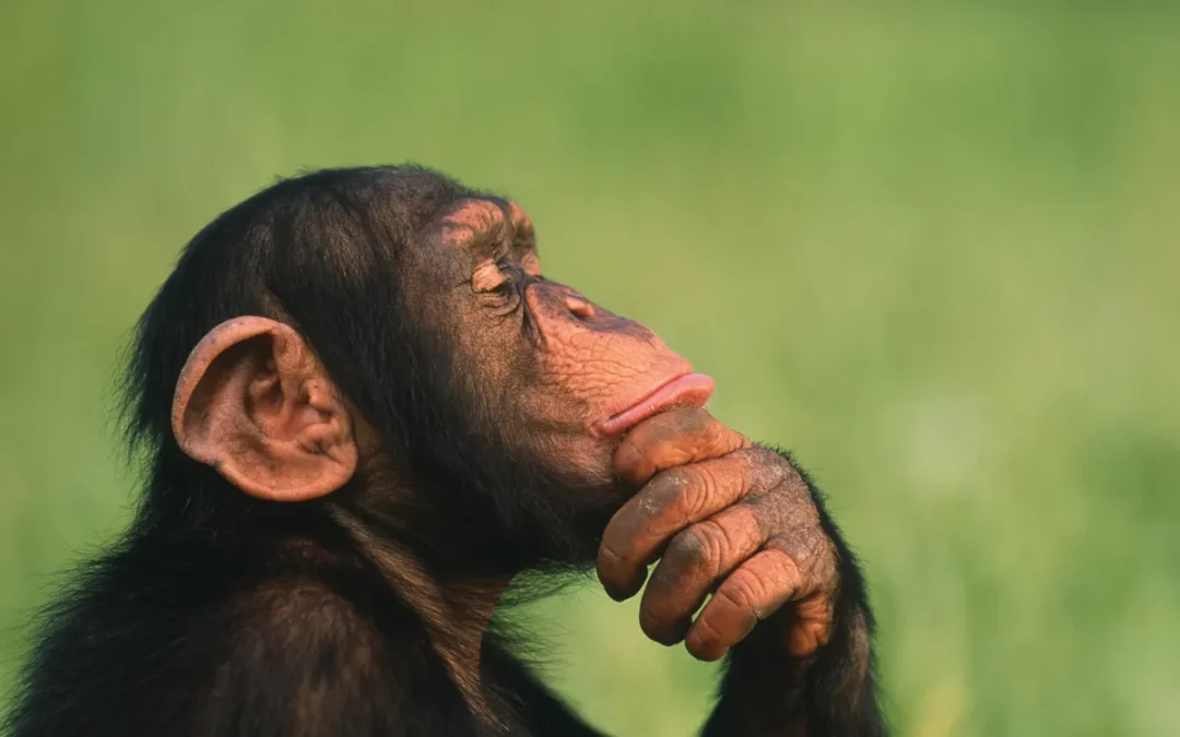 Les animaux ont-ils une psyché ?